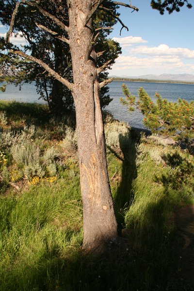 Trip (160).JPG - Bear claws scratches on a pine tree near Yellowstone Lake.